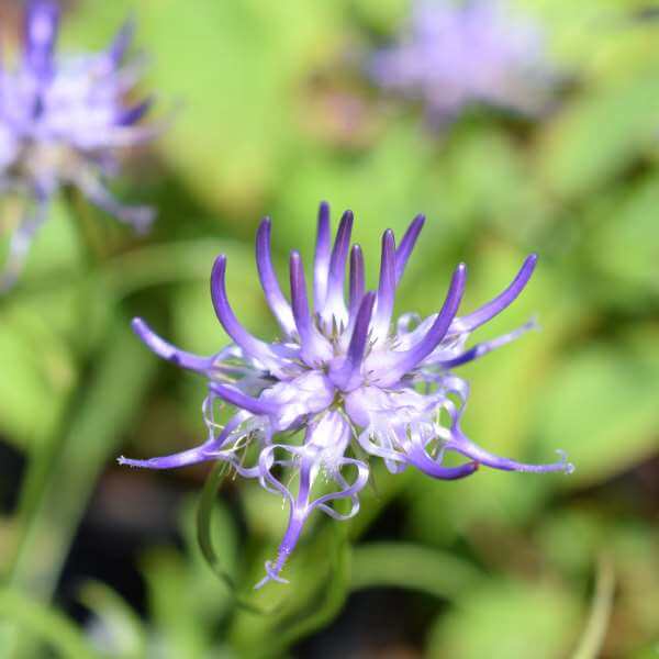 Phyteuma_Scheuchzeri_PP2.jpg