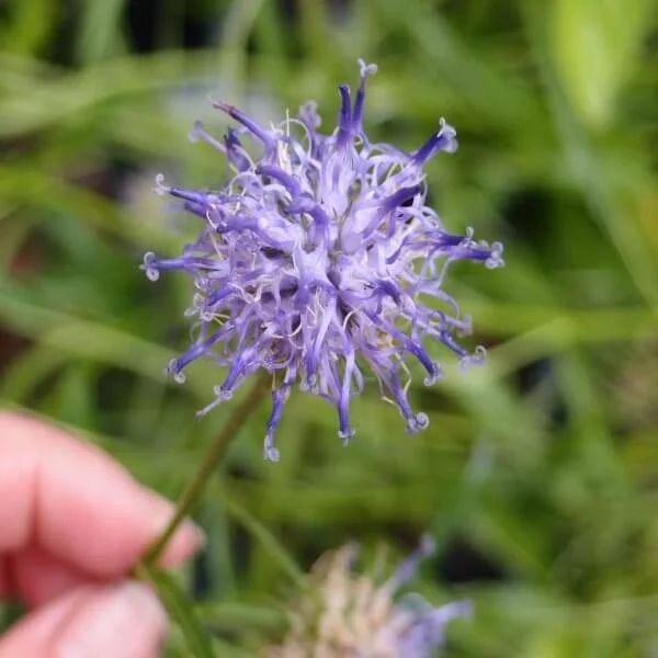 Phyteuma_Scheuchzeri_PP1.jpg