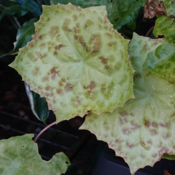 Podophyllum_Spotty_Dotty_PP2.jpg