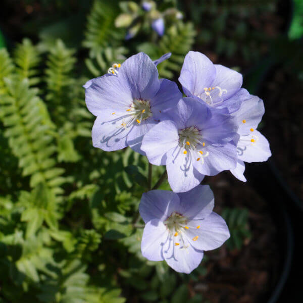 Polemonium_Northern_Lights_PP1.jpg