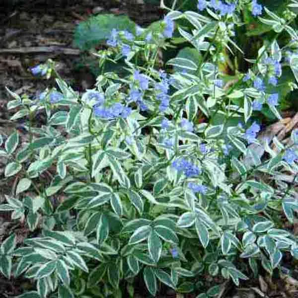 Polemonium_Stairway_To_Heaven.jpg