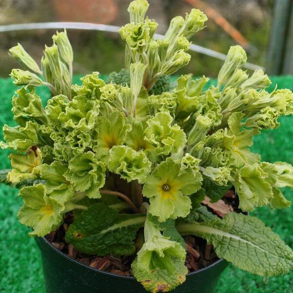 Primula_Francisca_PP1.jpg