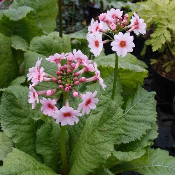 Primula_Apple_Blossom_PP2.jpg