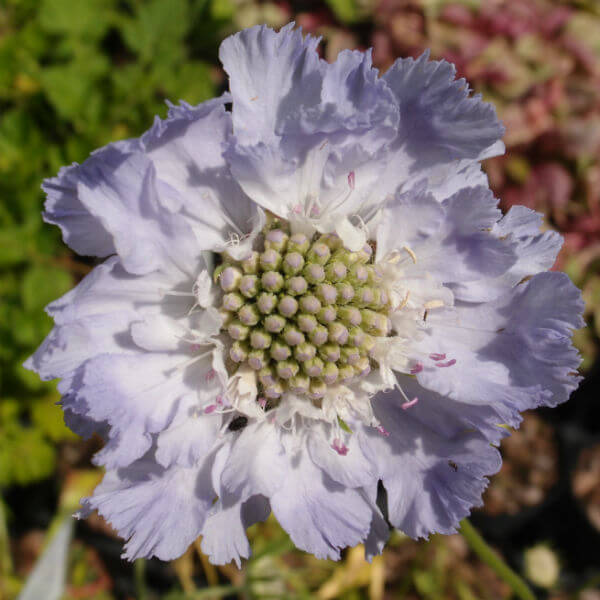 Scabiosa_Clive_Greaves_PP1.jpg