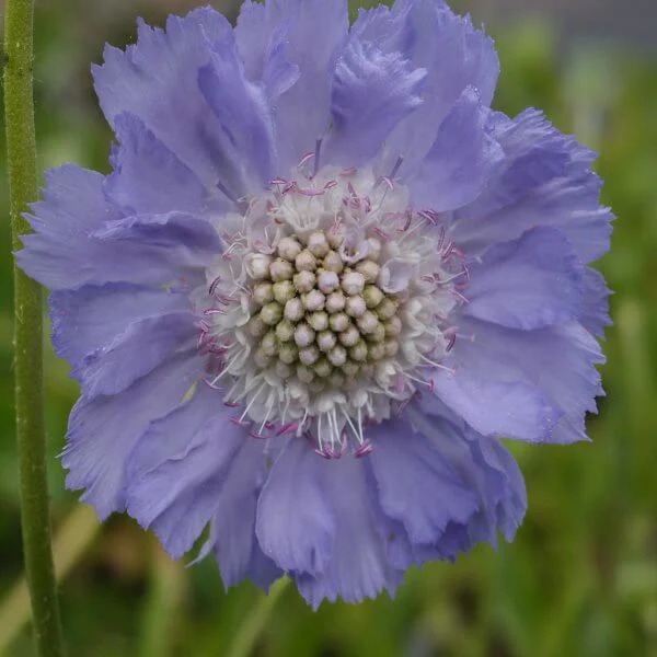 Scabiosa_Clive_Greaves_PP2.jpg