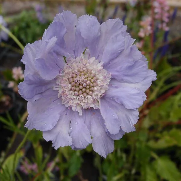 Scabiosa_Clive_Greaves_PP3.jpg