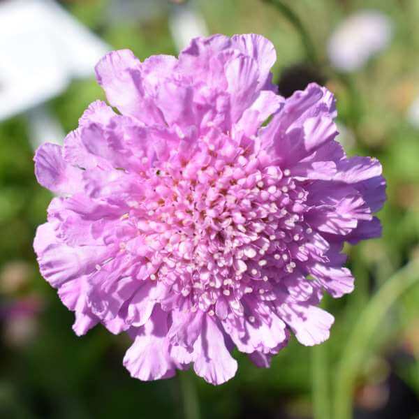 Scabiosa_Kudo_PP2.jpg