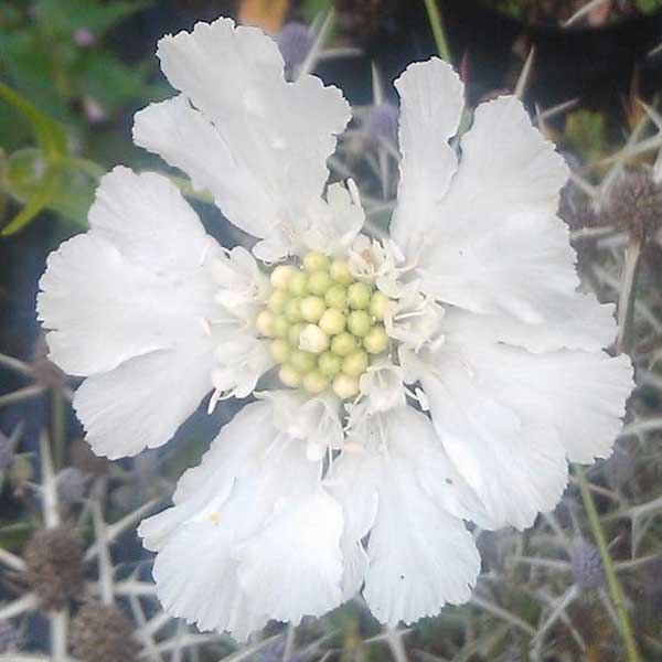 Scabiosa_Perfecta_Alba_PP.jpg