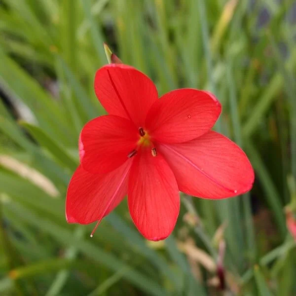 Schizostylis_Major_PP1.jpg