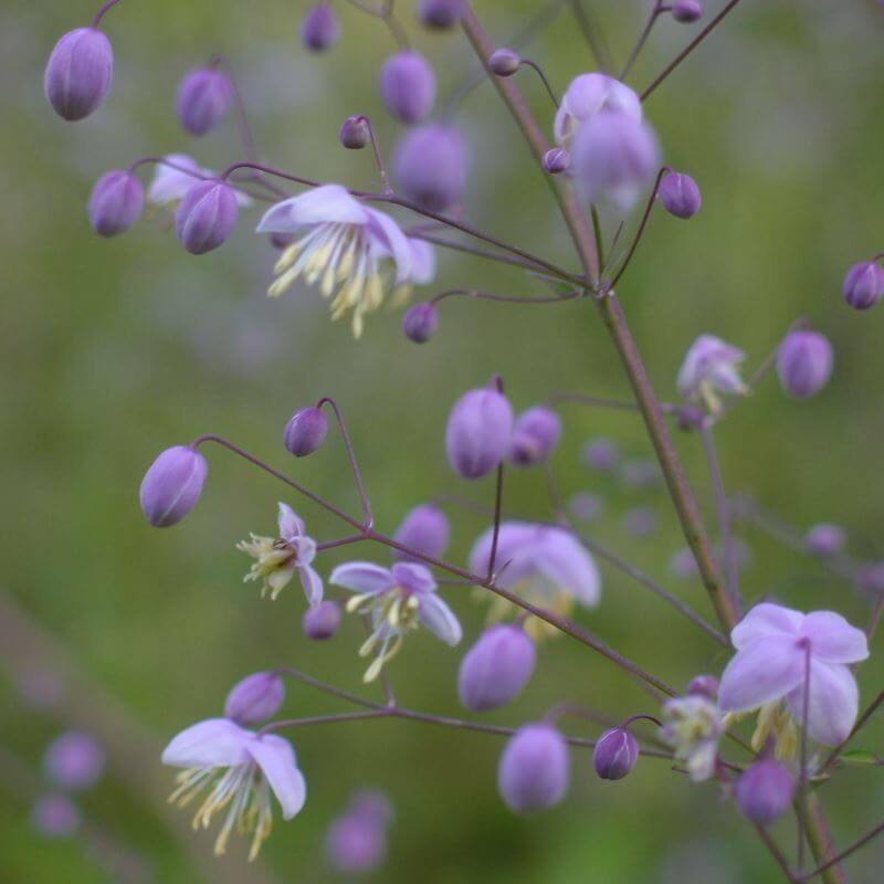 Thalictrum_Rochebrunianum_PP2.jpg