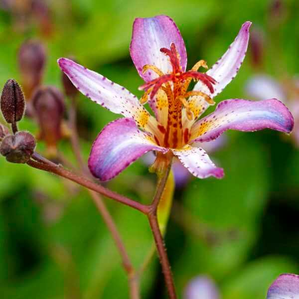 Tricyrtis_Taipei_Silk_1.jpg
