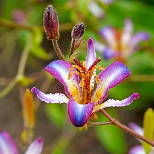 Tricyrtis_Taipei_Silk_2.jpg