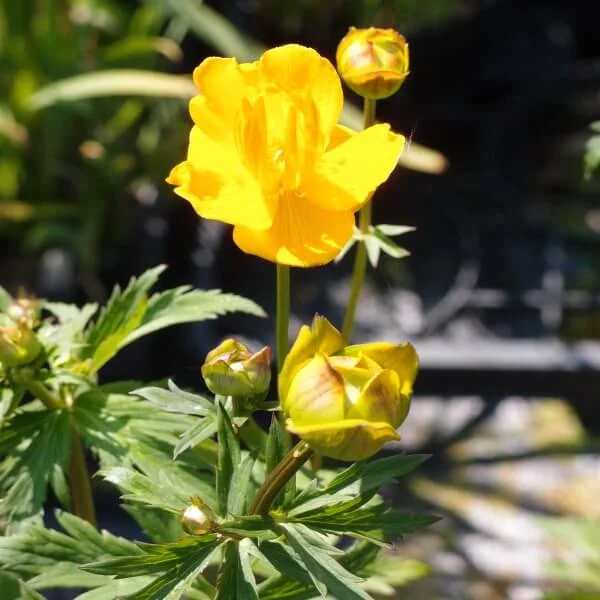 Trollius_Golden_Queen_PP2.jpg