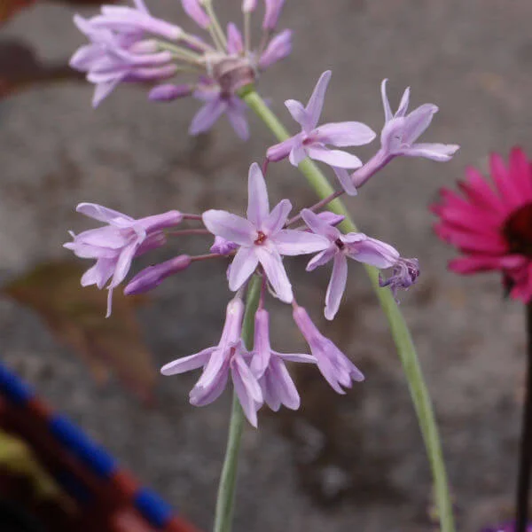 Tulbaghia_Silver_Lace_PP2.jpg