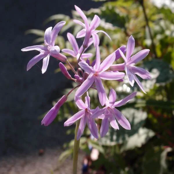 Tulbaghia_Silver_Lace_PP3.jpg