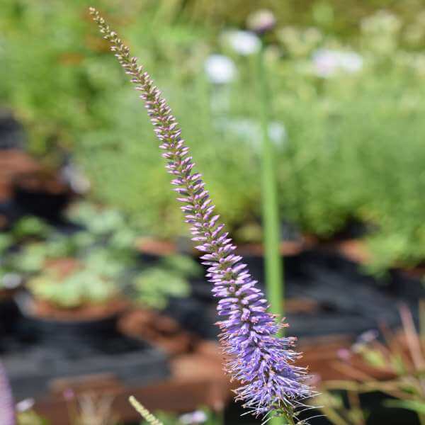 Veronicastrum_Fascination_PP1.jpg