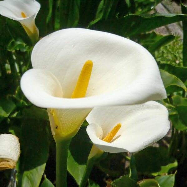 Zantedeschia_Glencoe.jpg