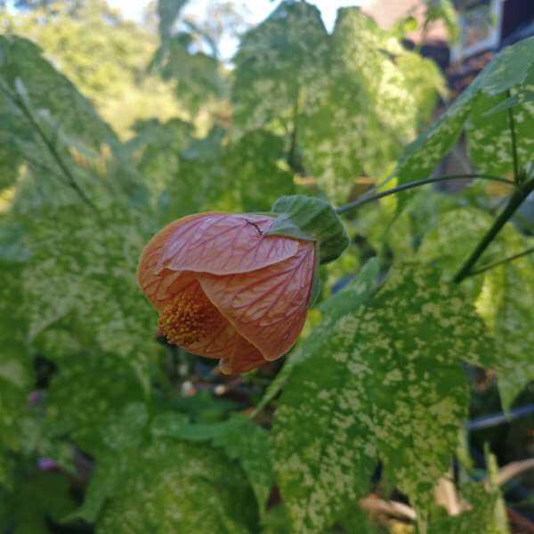 Abutilon_Pictum_Thompsonii_PP2.jpg