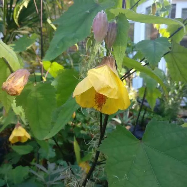 Abutilon_Waltz_PP2.jpg