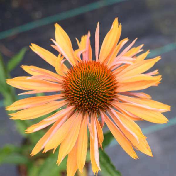 Echinacea_Big_Kahuna_PP1.jpg