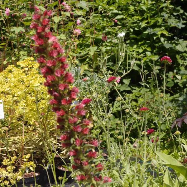 Echium_Russicum_PP1.jpg