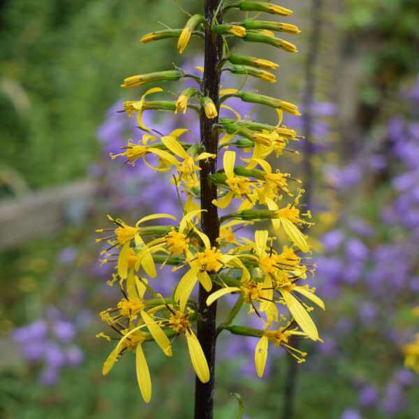 Ligularia_The_Rocket_PP1.jpg