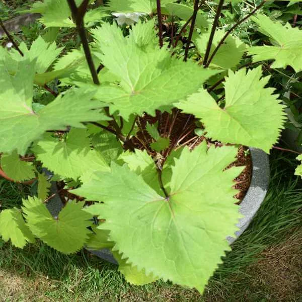 Ligularia The Rocket Paddock Plants Buy Online Uk Ligularia The Rocket Paddock Plants Buy Online Uk
