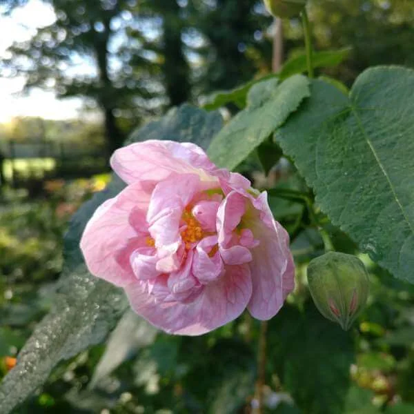 Abutilon_Victorian_Lady_PP2.jpg