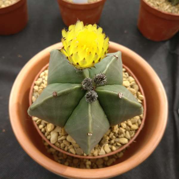 Astrophytum_Myriostigma_PP2.jpg