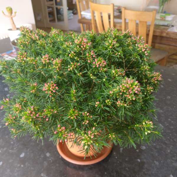 Chamelaucium_Snowflake_PP1.jpg