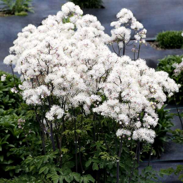 Thalictrum_Nimbus_White.jpg