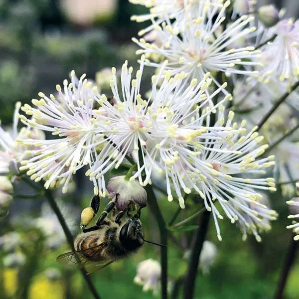 Thalictrum_Nimbus_White_2.jpg