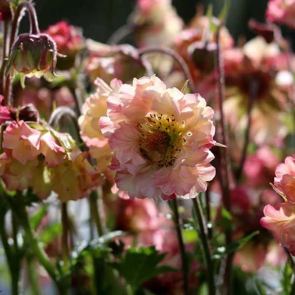 Geum_Pretticoats_Peach_1.jpg