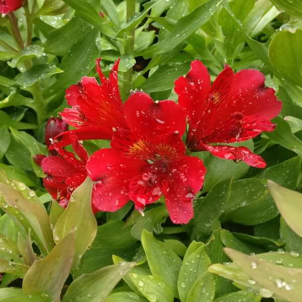 Alstroemeria_Inca_Vito_PP2.jpg