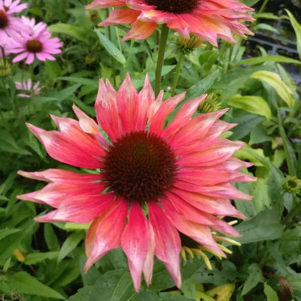 Echinacea_Flamingo_PP1.jpg