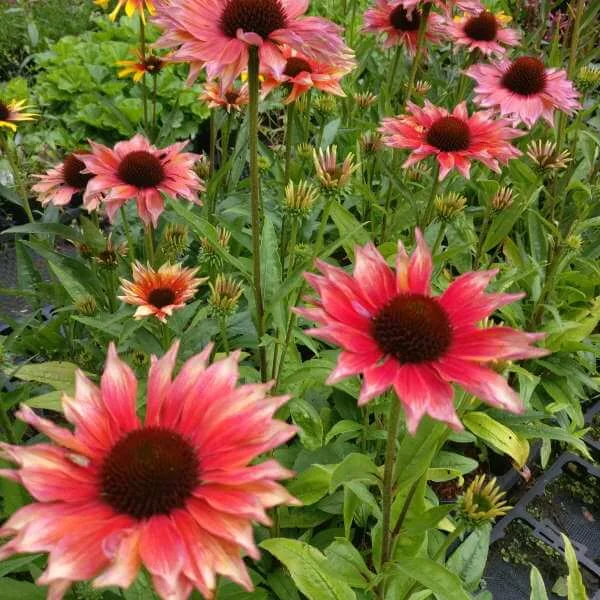 Echinacea_Flamingo_PP2.jpg
