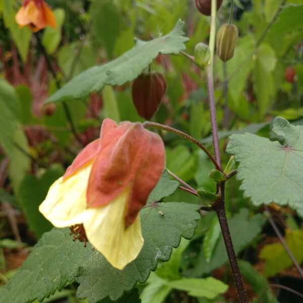 Abutilon_Ines_PP1.jpg