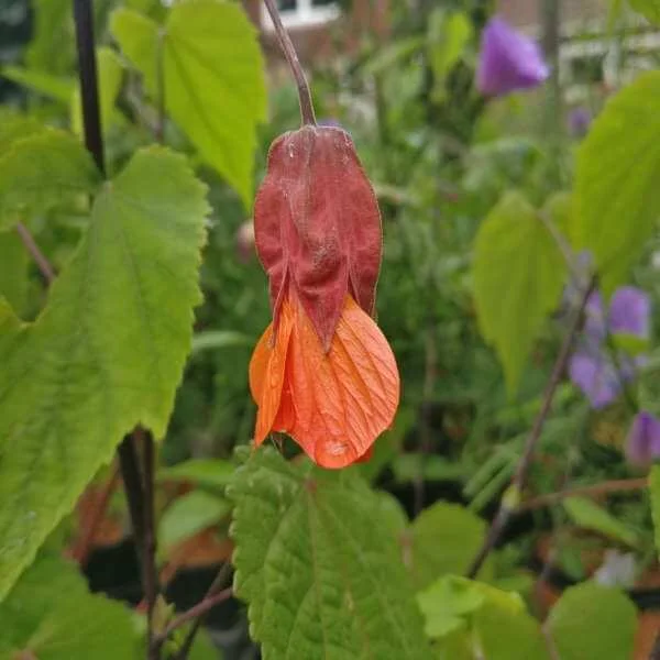 Abutilon_Hinton_Seedling_PP3.jpg