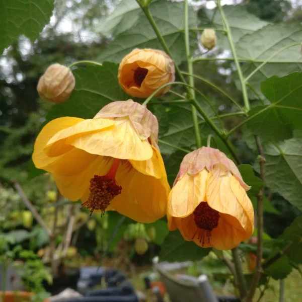 Abutilon_Leila_Jackson_PP1.jpg