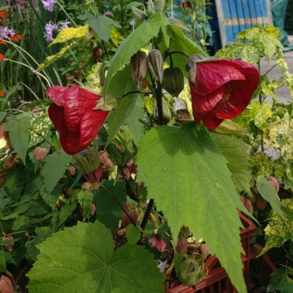 Abutilon_Nabob_PP2.jpg