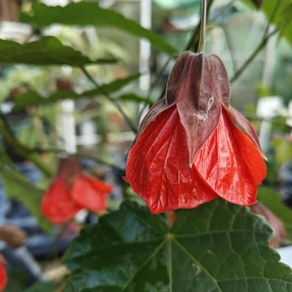 Abutilon Rhs ABUTILON PHOEBE — Paddock Plants Buy Online UK