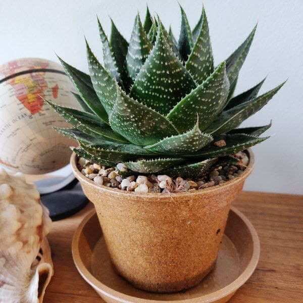 ALOE COSMO  Paddock Plants Buy Online UK