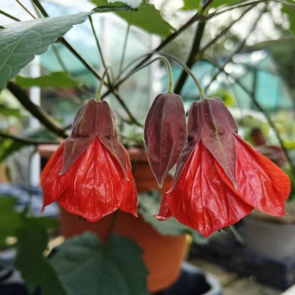 Abutilon Rhs ABUTILON PHOEBE — Paddock Plants Buy Online UK