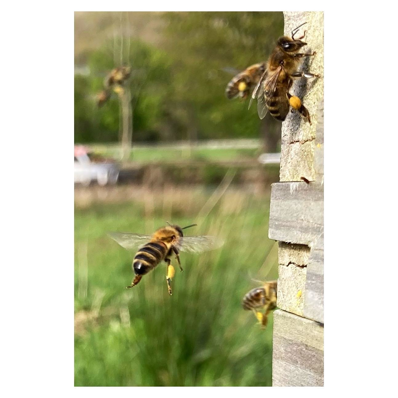 Coming in hot! Lots of loaded baskets today :) 🐝🧺 #bees #pollenpants #ollieshoneycompany