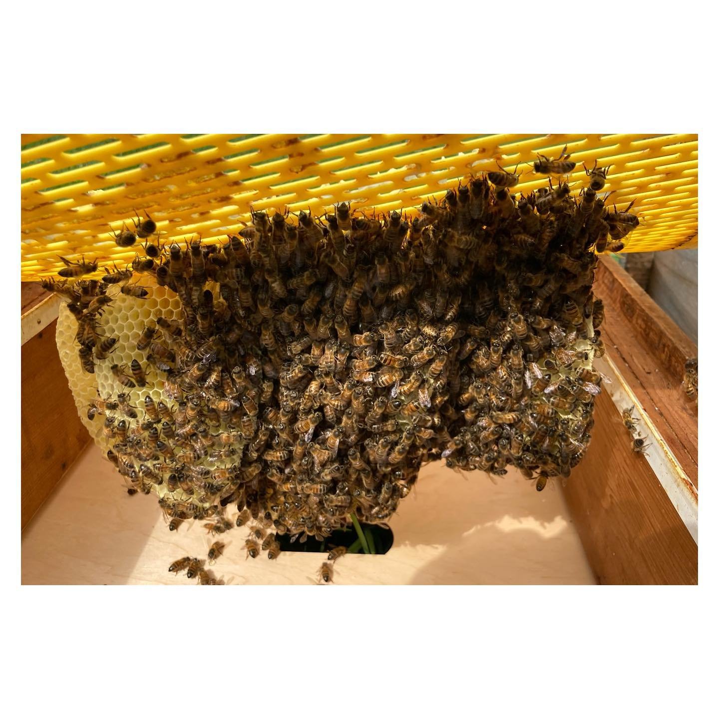 I&rsquo;m always amazed at how quickly these ladies can build comb!

I left out a couple of frames from a super the other day and by the time I went to replace the frames today, the bees had already built some beautiful wild comb.

It looks like all 