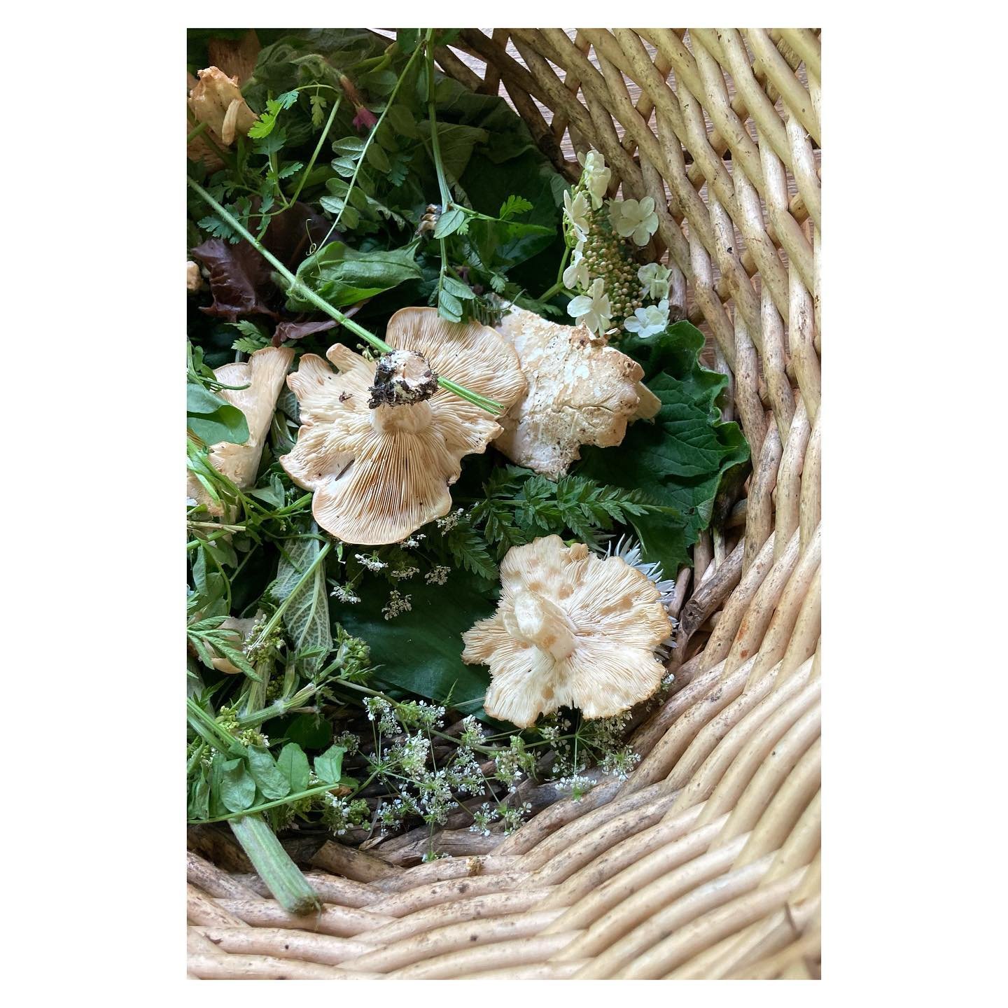 I had an amazing time foraging with @tastethewild today - and managed not to eat anything poisonous! 

Lots of incredible information about all things edible (and deadible) and such a gorgeous day to be walking around the woodlands eating stuff 🌱 😋