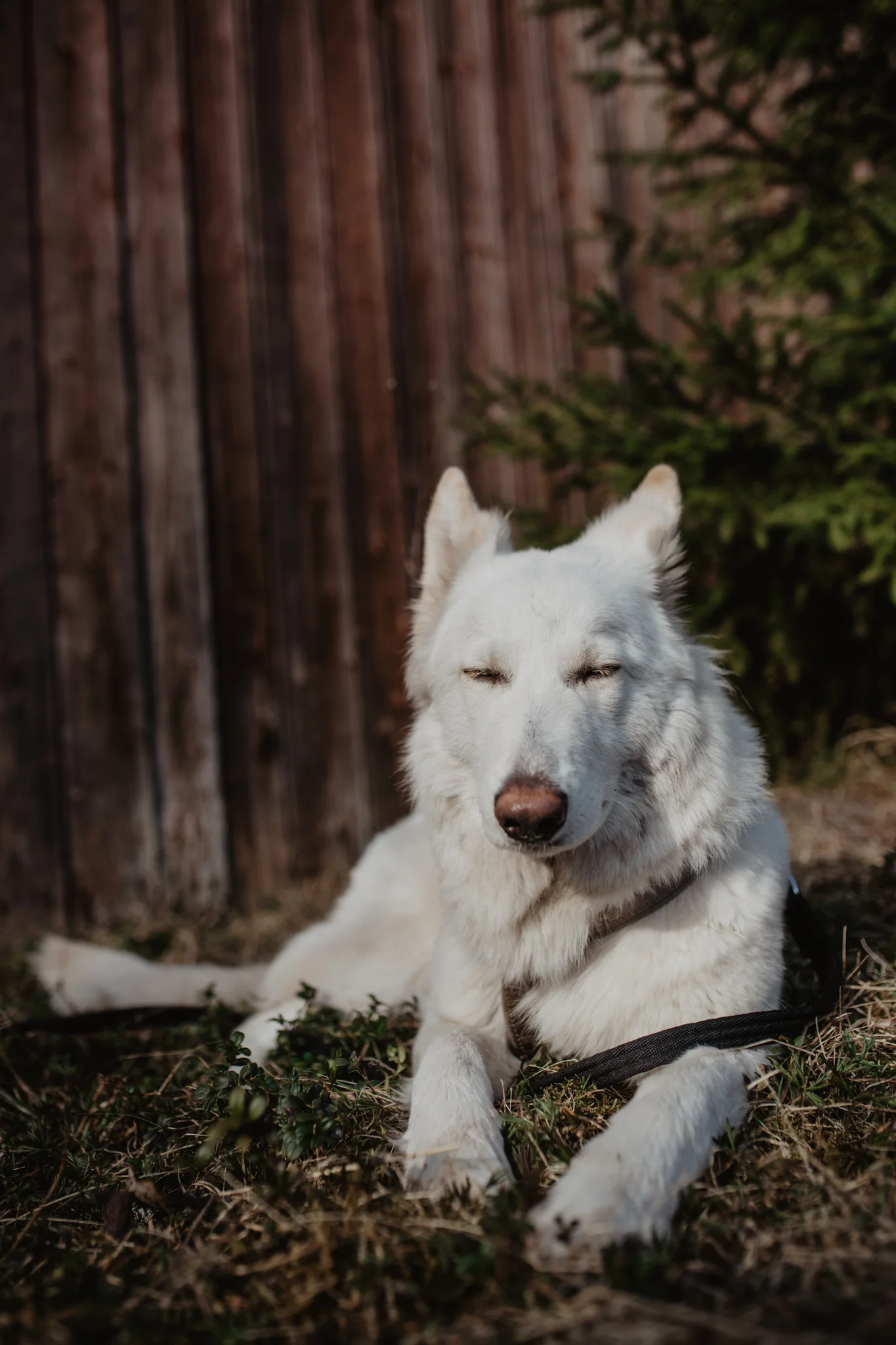 Sajka guarding the campsite whilst daddy is off working in the forest.