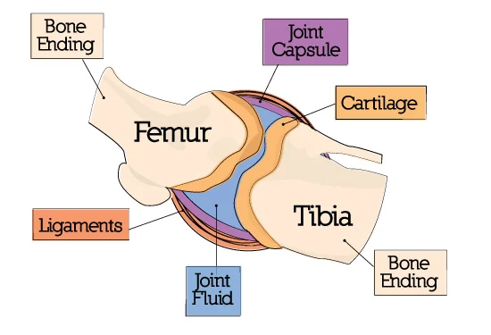 joint-anatomy.jpg