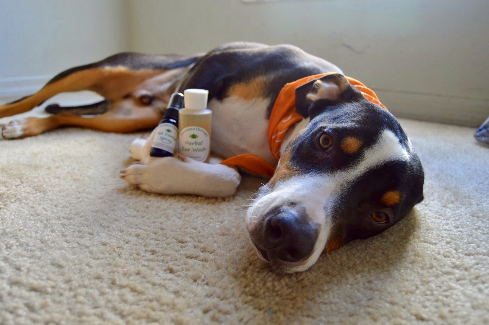 PawromaTherapy Products for Dogs