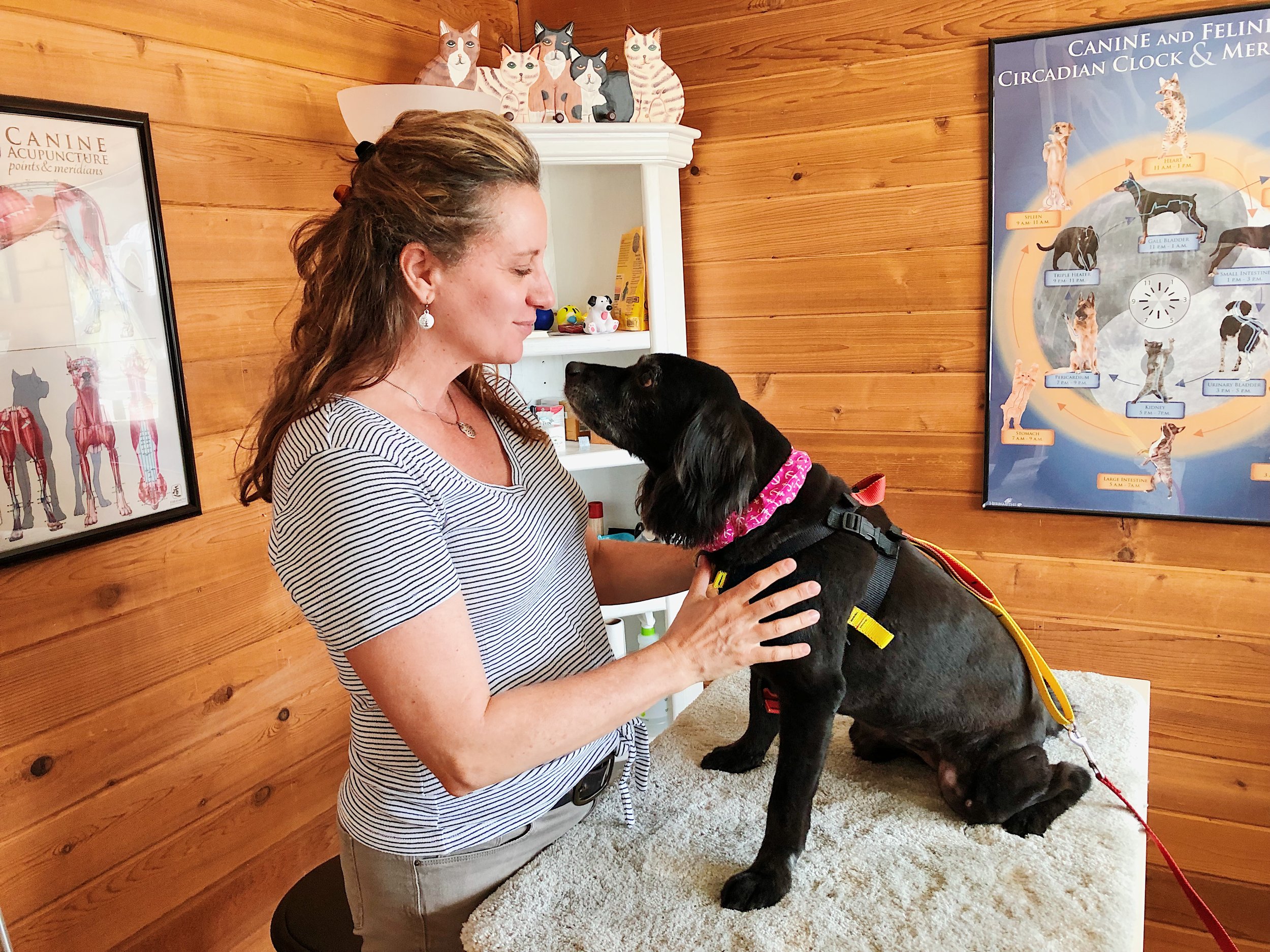 Natural Products for Skin Problems in Dogs and Cats